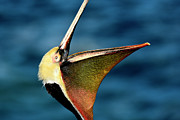 Brown Pelican Head Throw 2021 Photograph by John F Tsumas