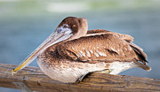 Brown Pelican Resting Photograph by Jordan Hill Brown Pelican Resting Photograph by Jordan Hill