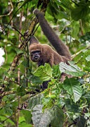 Brown woolly monkey - Humboldt's woolly monkey - Chorongo Photograph by Henri Leduc