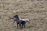 Brumbies of Australia Photograph by Puttaswamy Ravishankar Brumbies of Australia Photograph by Puttaswamy Ravishankar