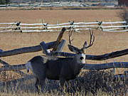Buck Mule Deer Photograph by Carl Moore Buck Mule Deer Photograph by Carl Moore