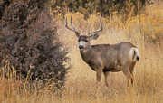 Buck on a lunch break Photograph by Darren White
