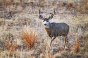Buck on the Move Photograph by Darren White