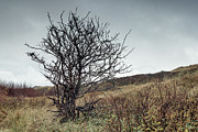 Buckthorn Photograph by Maria Meester