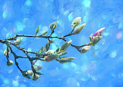 Budding Magnolia Photograph by Cate Franklyn