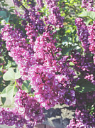 Buddlea Photograph by Cassia Beck