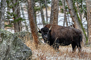 Buffalo in the Forest Photograph by Paul Freidlund Buffalo in the Forest Photograph by Paul Freidlund