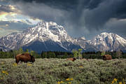 Buffalo meadow  Photograph by Rudy Viereckl