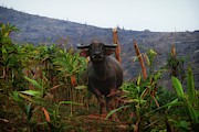 Buffalo on the burned field Photograph by Robert Bociaga