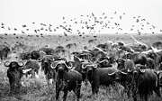 Buffaloes on Patrol Photograph by Ian Stotesbury