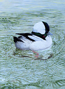 Bufflehead Painting by Barry Kent MacKay Bufflehead Painting by Barry Kent MacKay