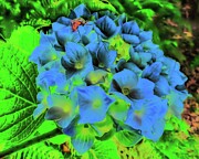 Bug On A Hydrangea Digital Art by Bruce Block