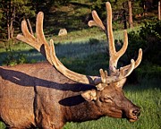 Bull Elk In Velvet Photograph by Ronald Lutz Bull Elk In Velvet Photograph by Ronald Lutz