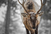 Bull Elk, Mammoth Hot Springs, Yellowstone National Park Photograph by The Yellowstone Collection
