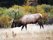 Bull Elk Photograph by Vallee Johnson