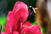 Bumble Bee on Red Canna Lilly Photograph by Brigitte Blanchette Thompson Bumble Bee on Red Canna Lilly Photograph by Brigitte Blanchette Thompson