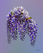 Bunch of Wisteria Photograph by Susan Savad Bunch of Wisteria Photograph by Susan Savad