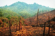 Burned Fields 2 Photograph by Robert Bociaga