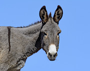 Burro Photograph by Mary Hone