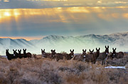 Burros and Rays Photograph by Mike Lee
