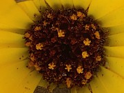 Bursting Out Photograph by Catherine Wilson