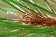 Bursting Pine Cone Photograph by Marj Esch