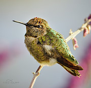 Busy Hummingbird Takes a Rest Photograph by Brian Tada