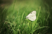 Butterfly Photograph by Adrian Limani