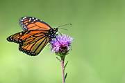 Butterfly Photograph by Amanda Lorance Butterfly Photograph by Amanda Lorance
