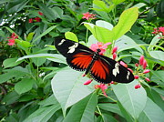 Butterfly At Rest Photograph by Russ Orlando
