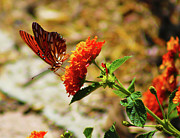 Butterfly Carnation Photograph by Marcus Jones