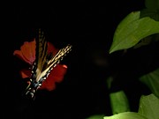 Butterfly in Dark Photograph by AList Art Gallery