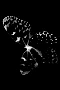 Butterfly Noir - Minimal Abstract Black and White Photograph by Marianna Mills Butterfly Noir - Minimal Abstract Black and White Photograph by Marianna Mills