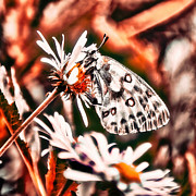 Butterfly on a wilfdflower Digital Art by Bruce Block