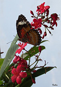Butterfly on Red Photograph by Vallee Johnson