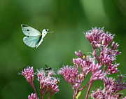 Butterfly on Trolley Trail Photograph by Regina Muscarella Butterfly on Trolley Trail Photograph by Regina Muscarella