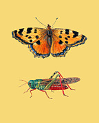 Butterfly with grasshopper Digital Art by Madame Memento