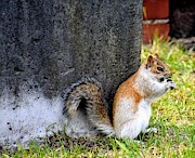 Butterscotch the squirrel 2 Photograph by Lauren Sage