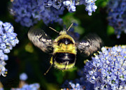 Buzzing Around Photograph by Brian Tada
