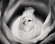 By Any Other Name Photograph by Rich Kovach