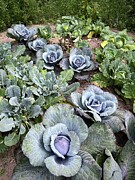 Cabbage Patch  Photograph by Mary Lee Dereske