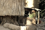 Cabin in the Oasis Coachella Valley Wildlife Preserve Photograph by Colleen Cornelius