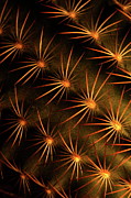 Cactus 9519 Photograph by Julie Powell