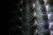 Cactus 9536 Photograph by Julie Powell