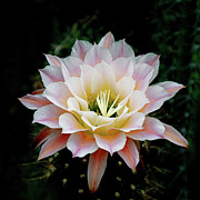 Cactus in Bloom 5 Photograph by Julie Palencia
