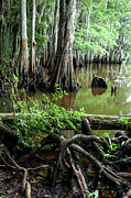 Caddo Roots Photograph by Iris Greenwell