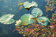 Caddo Tapestry Photograph by Iris Greenwell