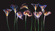 Calla Lilly Composition #2 Photograph by Floriana Barbu
