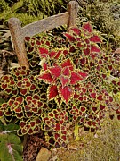 Coleus Chair Photograph by Allen Nice-Webb Coleus Chair Photograph by Allen Nice-Webb