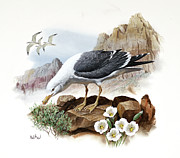 California Gull and Sego Lily Painting by Don Balke California Gull and Sego Lily Painting by Don Balke